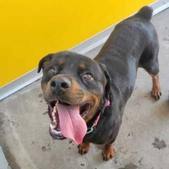 GENESIS -  Rottweiler Dog for Adoption in Fernandina Beach, Florida - GENESIS | PetCurious
