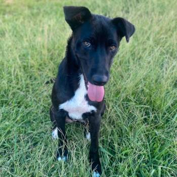 Leslie -  Black Labrador Retriever and Mixed Breed Dog for Adoption in Wadena, Minnesota - Leslie | PetCurious