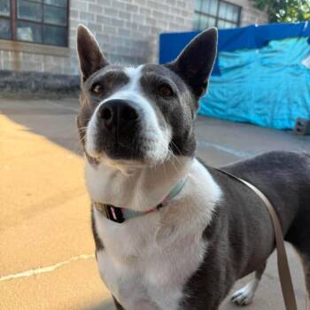 Willow -  Akita Dog for Adoption in Wichita, Kansas - Willow | PetCurious