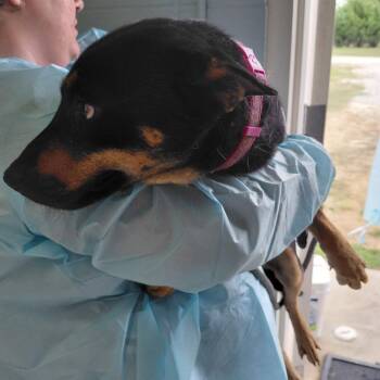 Bella 4014 -  Mixed Breed Dog for Adoption in Loxahatchee Groves, Florida - Bella 4014 | PetCurious