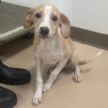 Butter Bean -  Mixed Breed Dog for Adoption in Pine Bluff, Arkansas - Butter Bean | PetCurious