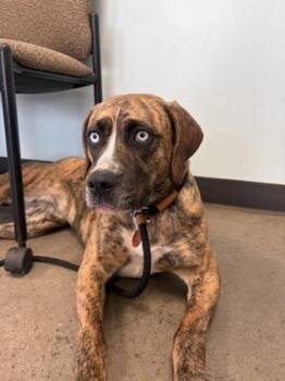 Mixed Breed Dogs Available for Adoption - Joon | PetCurious