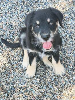 Fats -  Schnauzer Dog for Adoption in Weaverville, California - Fats | PetCurious