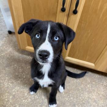 Mixed Breed Dogs Available for Adoption in Kenosha, Wisconsin - Romy Claire | PetCurious