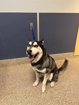 LEO -  Siberian Husky Dog for Adoption in Doral, Florida - LEO | PetCurious