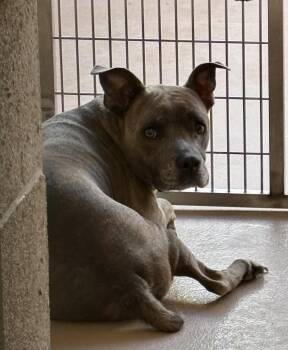 Rescue American Staffordshire Terrier Dogs for Adoption in Sierra Vista, Arizona - Coco | PetCurious