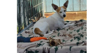 Rescue Chihuahua Dogs for Adoption in Santa Rosa, California - Sweet Pea | PetCurious