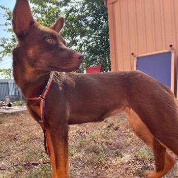 Rescue Australian Kelpie Dogs for Adoption in Wimberley, Texas - Crumb | PetCurious