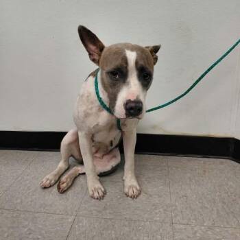 Skye 26-10-020 -  Pit Bull Terrier Dog for Adoption in Bastrop, Texas - Skye 26-10-020 | PetCurious