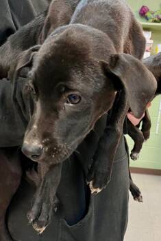 Rescue Mixed Breed Dogs for Adoption in Burnsville, North Carolina - Big League Chew | PetCurious