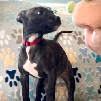 Terrier and Mixed Breed Dogs Available for Adoption in Rochester, Minnesota - Daisy | PetCurious