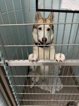 Ember -  Siberian Husky and Mixed Breed Dog for Adoption in Fishers, Indiana - Ember | PetCurious