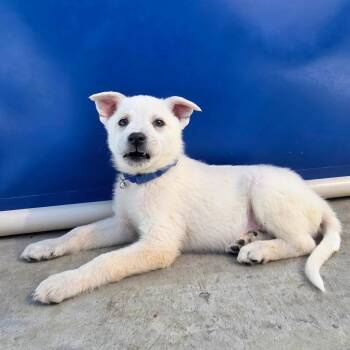 Twister (Blue Collar) -  Cattle Dog and Great Pyrenees Dog for Adoption in Newport, Tennessee - Twister (Blue Collar) | PetCurious