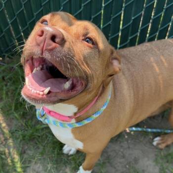 Jersey -  Pit Bull Terrier Dog for Adoption in Newark, New Jersey - Jersey | PetCurious