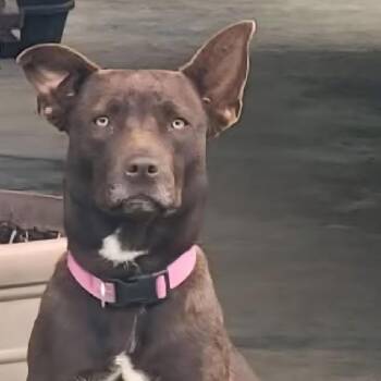 Nutmeg -  Chocolate Labrador Retriever Dog Available for Adoption in Livingston, Texas - Nutmeg | PetCurious