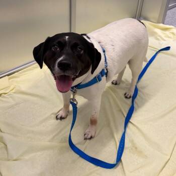 Olive -  Mixed Breed Dog for Adoption in Mentor, Ohio - Olive | PetCurious