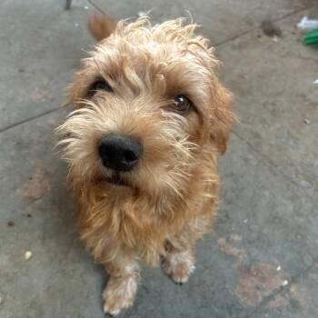 Jacob -  Terrier and Mixed Breed Dog for Adoption in San Francisco, California - Jacob | PetCurious