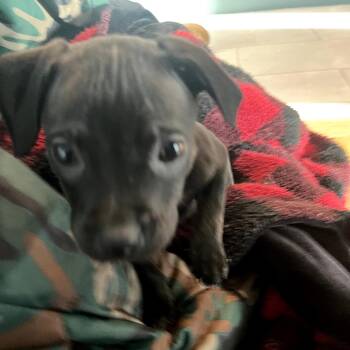 Doberman Pinscher and Mixed Breed Dogs Available for Adoption - Sable | PetCurious