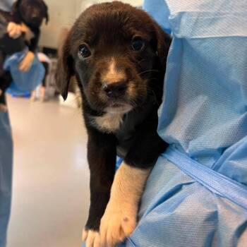 Big Mo -  Mixed Breed Dog for Adoption in Huntington, West Virginia - Big Mo | PetCurious