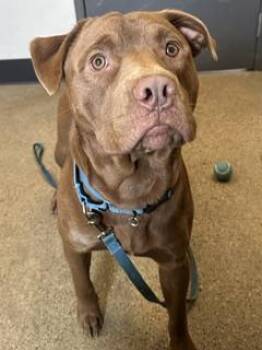 Harry -  Pit Bull Terrier and Labrador Retriever Dog for Adoption in Cleveland, Ohio - Harry | PetCurious