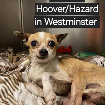 WAGS-Stray-22671 -  Chihuahua Dog for Adoption in Westminster, California - WAGS-Stray-22671 | PetCurious