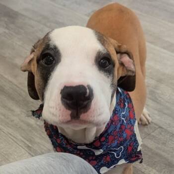 Buddy -  Mixed Breed Dog for Adoption in Fairport, New York - Buddy | PetCurious