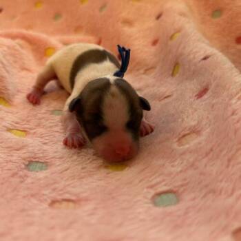 Terrier and Mixed Breed Dogs Available for Adoption in Broken Arrow, Oklahoma - Long John | PetCurious