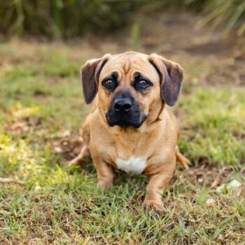 ANITA -  Beagle and Dachshund Dog for Adoption in Camarillo, California - ANITA | PetCurious