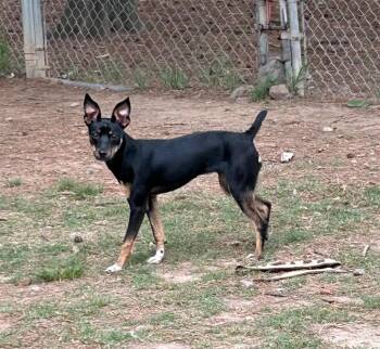 Terrier Dogs Available for Adoption in Little Rock, Arkansas - Roxy | PetCurious