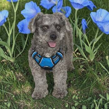 Poodle and Australian Terrier Dogs Available for Adoption in San Diego, California - Benito | PetCurious