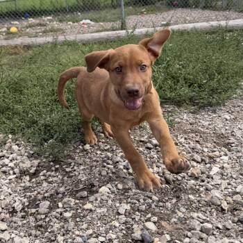 Petunia -  Labrador Retriever Dog for Adoption in Spencer, Iowa - Petunia | PetCurious