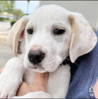 Labrador Retriever Dogs Available for Adoption in Grand Bay, Alabama - Sidney | PetCurious