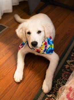 Whiskey -  Great Pyrenees Dog for Adoption in Kiowa, Oklahoma - Whiskey | PetCurious