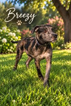 Breezy -  Catahoula Leopard Dog Dog for Adoption in Farmington, Missouri - Breezy | PetCurious