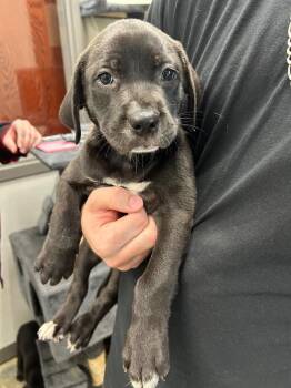 Alisha -  Labrador Retriever Dog for Adoption in Gautier, Mississippi - Alisha | PetCurious