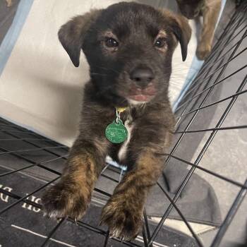 Pancetta -  Mixed Breed Dog for Adoption in Buffalo, Minnesota - Pancetta | PetCurious