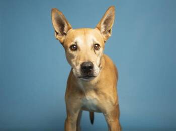 Pit Bull Terrier Dogs Available for Adoption - BANJO | PetCurious