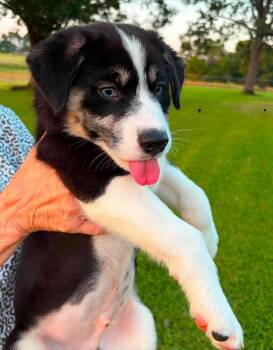 Accordian -  German Shepherd Dog and Labrador Retriever Dog for Adoption in New Baltimore, Michigan - Accordian | PetCurious