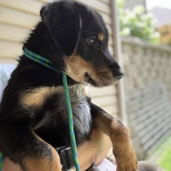 Mercury -  Golden Retriever and Australian Cattle Dog Blue Heeler Dog for Adoption in Rochester, Minnesota - Mercury | PetCurious