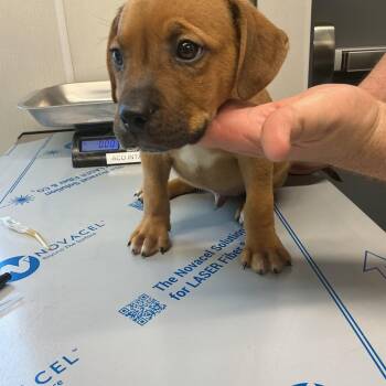 Tim -  Mixed Breed Dog for Adoption in Saint Joseph, Missouri - Tim | PetCurious