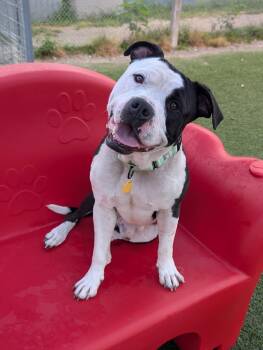 Quint -  Pit Bull Terrier Dog for Adoption in Cleveland, Ohio - Quint | PetCurious