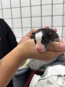 pup 3 -  Mixed Breed Dog for Adoption in El Paso, Texas - Pup 3 | PetCurious