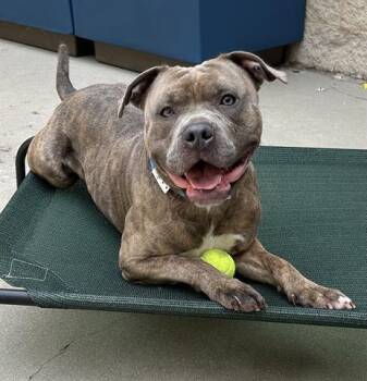 HUBBA BUBBA BUBBLE GUM -  Pit Bull Terrier Dog for Adoption in Dayton, Ohio - HUBBA BUBBA BUBBLE GUM | PetCurious