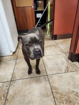 Rescue Mixed Breed Dogs for Adoption in Cincinnati, Ohio - Roadie | PetCurious