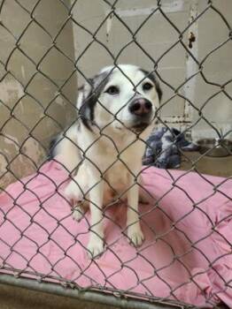 Blue -  Siberian Husky and Mixed Breed Dog for Adoption in Hobart, Indiana - Blue | PetCurious