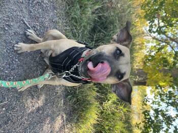 Puzzle -  Black Mouth Cur Dog for Adoption in Longmont, Colorado - Puzzle | PetCurious