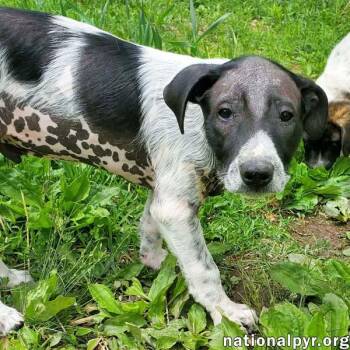 Great Pyrenees and Border Collie Dogs Available for Adoption in Beacon, New York - Salsa In KY - Silly Little Comedian! | PetCurious