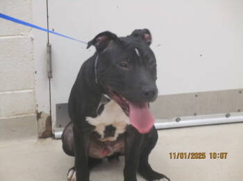 Rescue Pit Bull Terrier and Labrador Retriever Dogs for Adoption in Marietta, Georgia - (858) | PetCurious