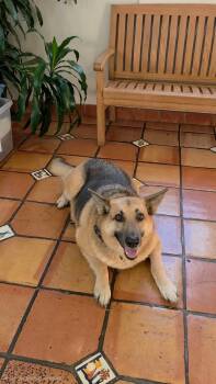 Charlie -  German Shepherd Dog Dog for Adoption in Shavano Park, Texas - Charlie | PetCurious