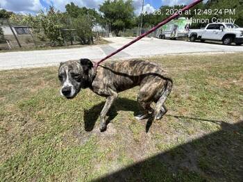 Pit Bull Terrier and Mixed Breed Dogs Available for Adoption in Ocala, Florida - LITTLE ROXIE | PetCurious